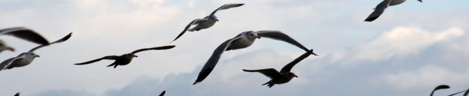 Seagulls_in_flight_5