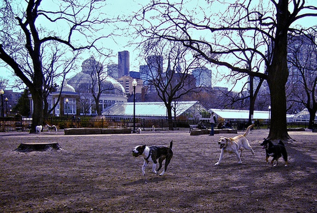 Will OCAP's dogs be allowed to run wild tonight?