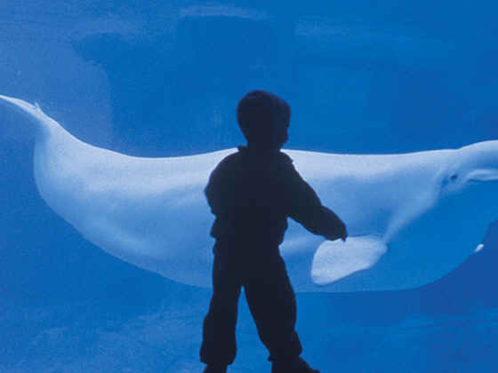 Kids love this, but it's probably a bad idea...