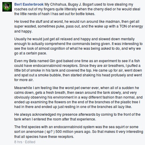 bert-easterbrook-feeding-marijuana-to-pets